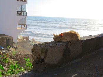 Sheep on retaining wall by sea against sky