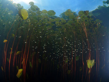 View of fish swimming in sea