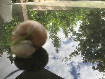 Low angle view of trees against sky