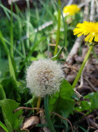 Close-up of dandelion on field