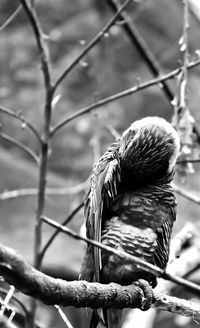 Close-up of bird on wall