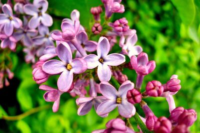 Close-up of pink flowers