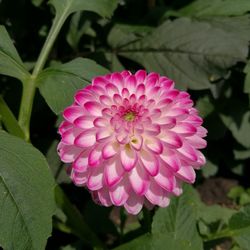 Close-up of pink flowers