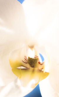 Close-up of white rose flower