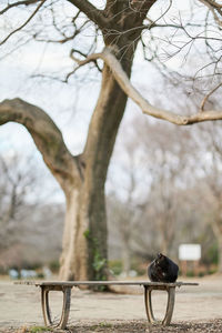 Cat on bench in park