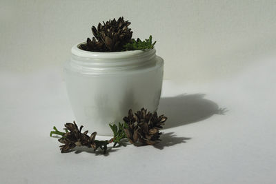 Potted plant on table against wall