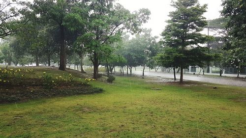 Trees in park