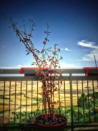 View of flowers against blue sky