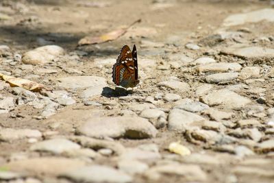 Close-up of butterfly on rock