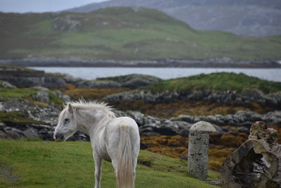A white pony standing in the nature