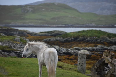 Horse standing on field