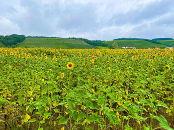 Scenic view of sunflower field against cloudy sky