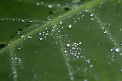 Close-up of wet leaves on rainy day