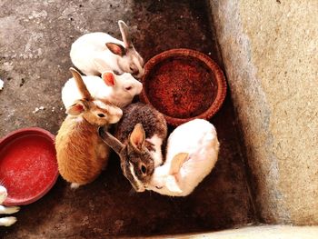 High angle view of crab