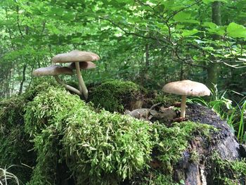 Mushroom growing in forest