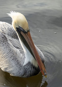 Close-up of pelican swimming in lake