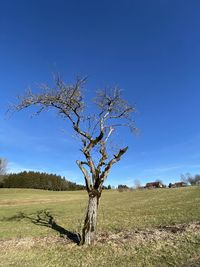 Bare tree on field against clear sky