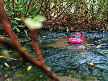 Car on tree trunk in forest