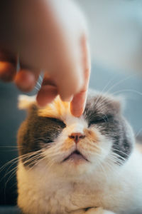 Close-up of cat with eyes closed