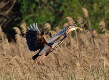 Close-up of bird on field