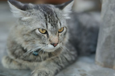 Close-up portrait of a cat