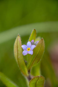 Close-up of fresh white flowering plant