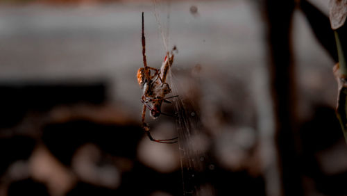 The spider climbs its web in the morning 