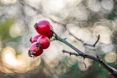 Close-up of berries on branch