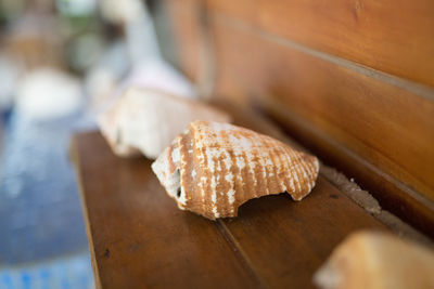 Close-up of animal shell