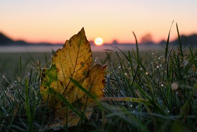 Close-up of maple leaf on grass during sunset