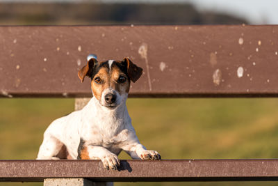 Portrait of dog sitting on wall