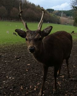 Dog standing on grassy field