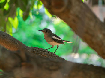 Bird perching on a tree