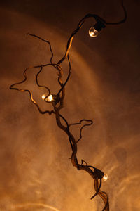 Close-up of illuminated string lights