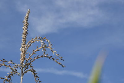 Low angle view of stalks against blue sky