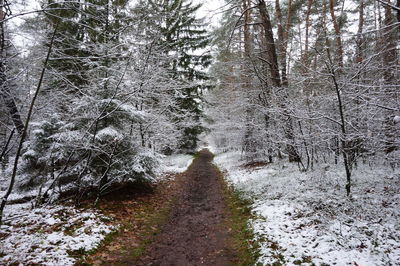 Road amidst trees in forest during winter