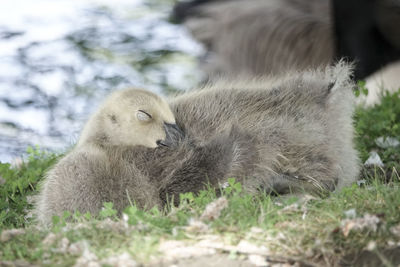 View of an animal relaxing on field