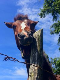 Low angle view of horse standing on tree against sky