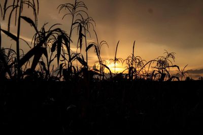 Silhouette plants on field against sky during sunset