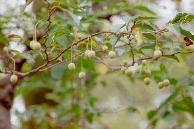 Close-up of berries growing on tree