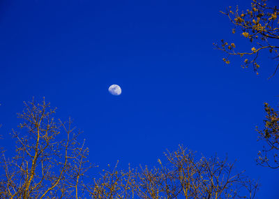 Low angle view of trees against clear blue sky