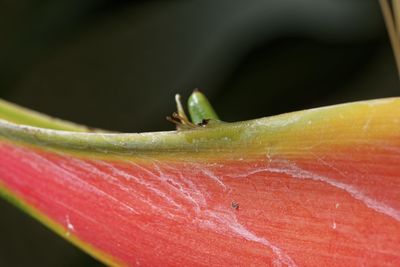 Close-up of insect on red flower