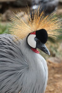 Close-up of grey crowned crane