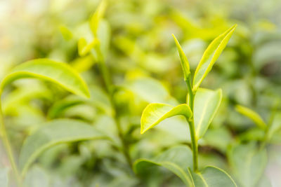 Close-up of fresh green plant