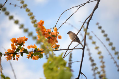 Low angle view of flower tree