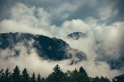 Low angle view of trees against sky