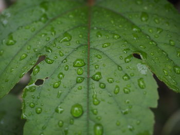 Close-up of raindrops on leaves