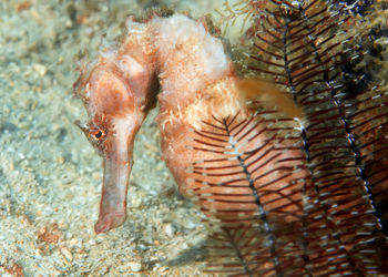 Close-up of fish swimming in sea