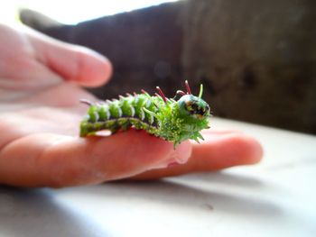 Close-up of hand holding leaf