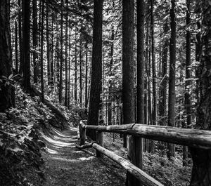 Dirt road amidst trees in forest